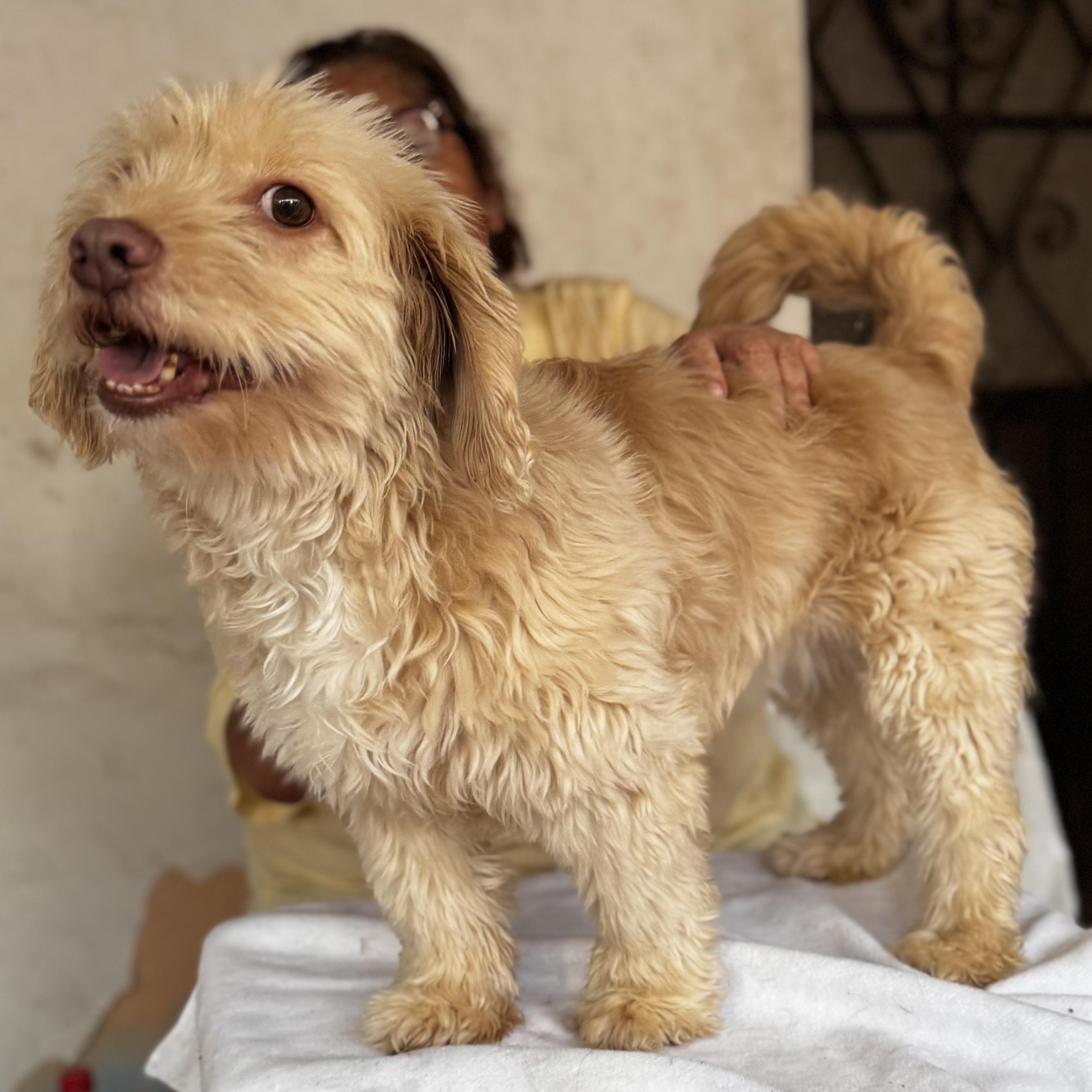 Enlarge Greta, an adopted mixed breed in Willington, CT image 2/6