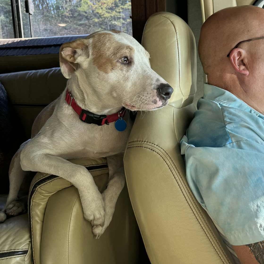 Enlarge Floyd, a Adoptable mixed breed in Bloomfield, CT image 2/6