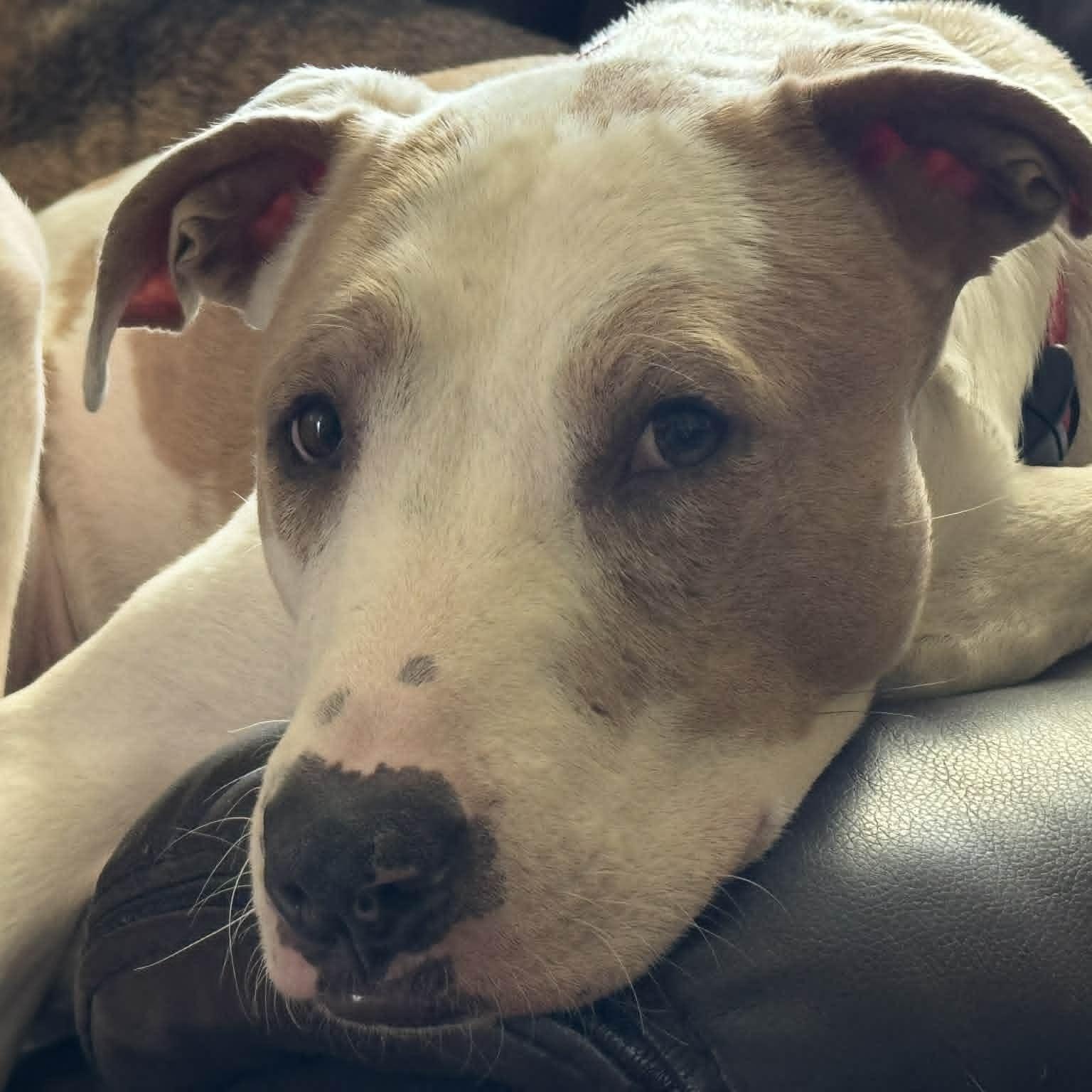 Floyd, Adoptable, Adult Male Catahoula Leopard Dog & Hound.