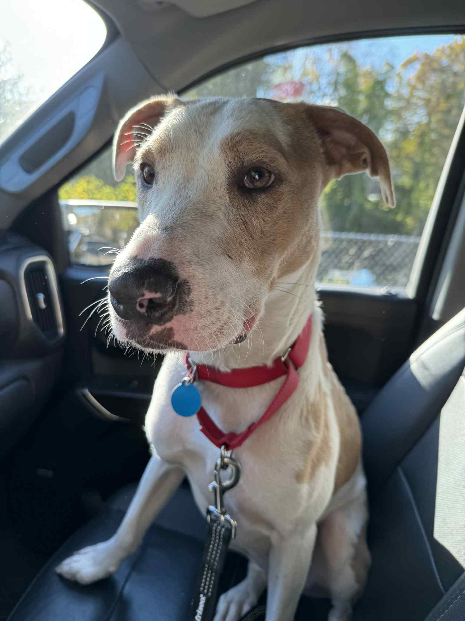 Enlarge Floyd, a Adoptable mixed breed in Bloomfield, CT image 3/6