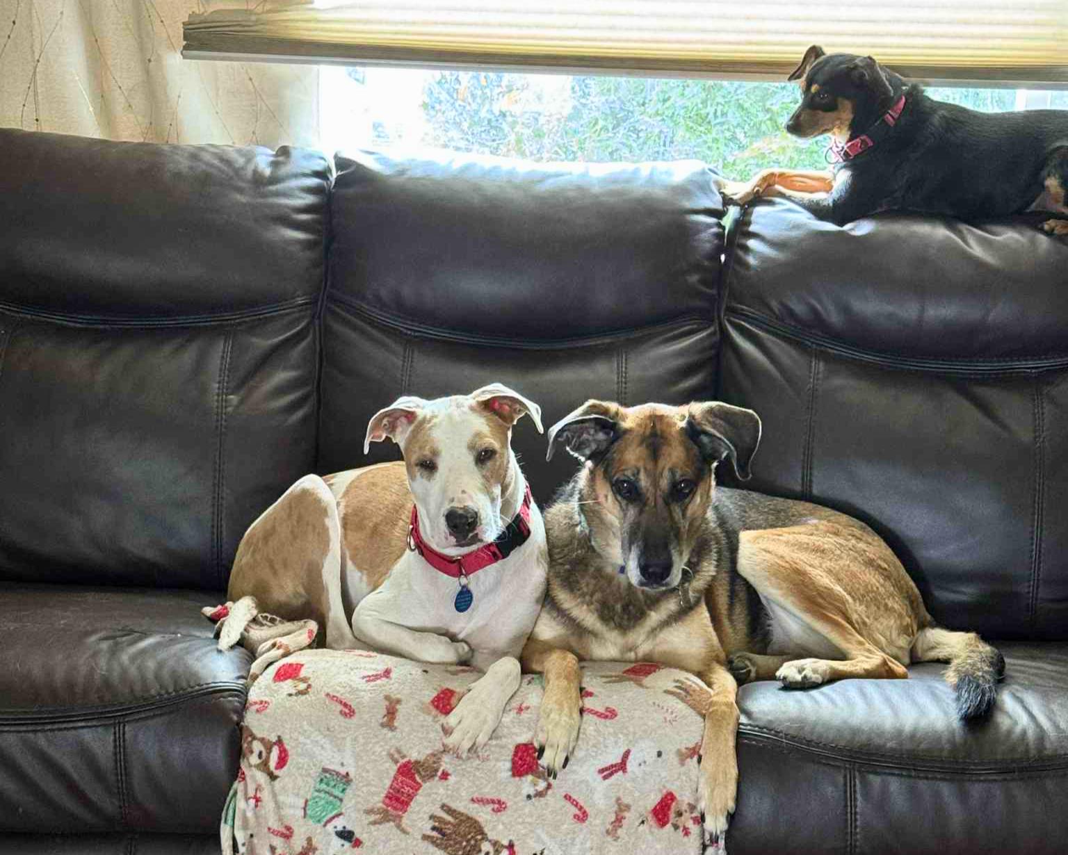 Enlarge Floyd, a Adoptable mixed breed in Bloomfield, CT image 4/6