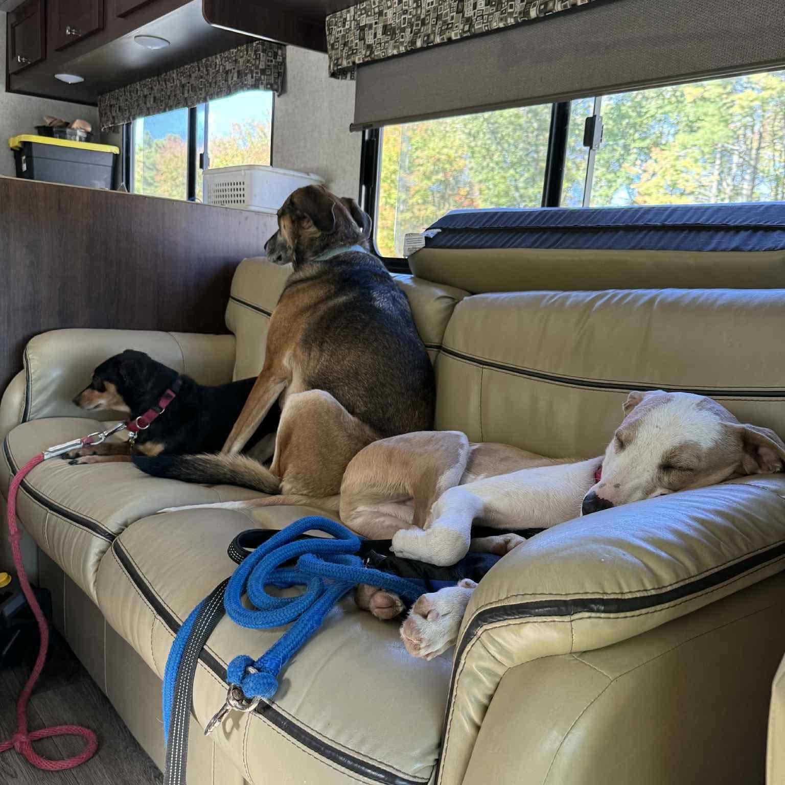 Enlarge Floyd, a Adoptable mixed breed in Bloomfield, CT image 5/6