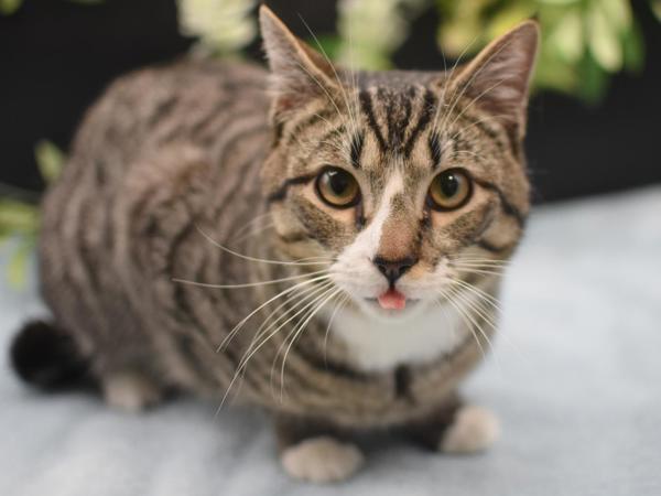 Boone — thumbnail 2