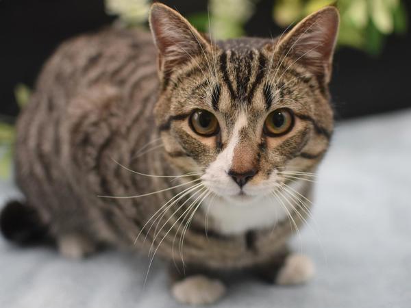 Boone — thumbnail 4