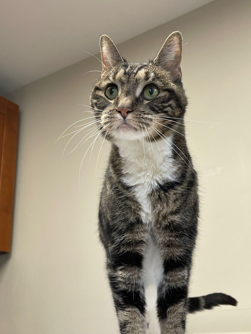 Maggie, Adopted, Adult Female Domestic Short Hair.