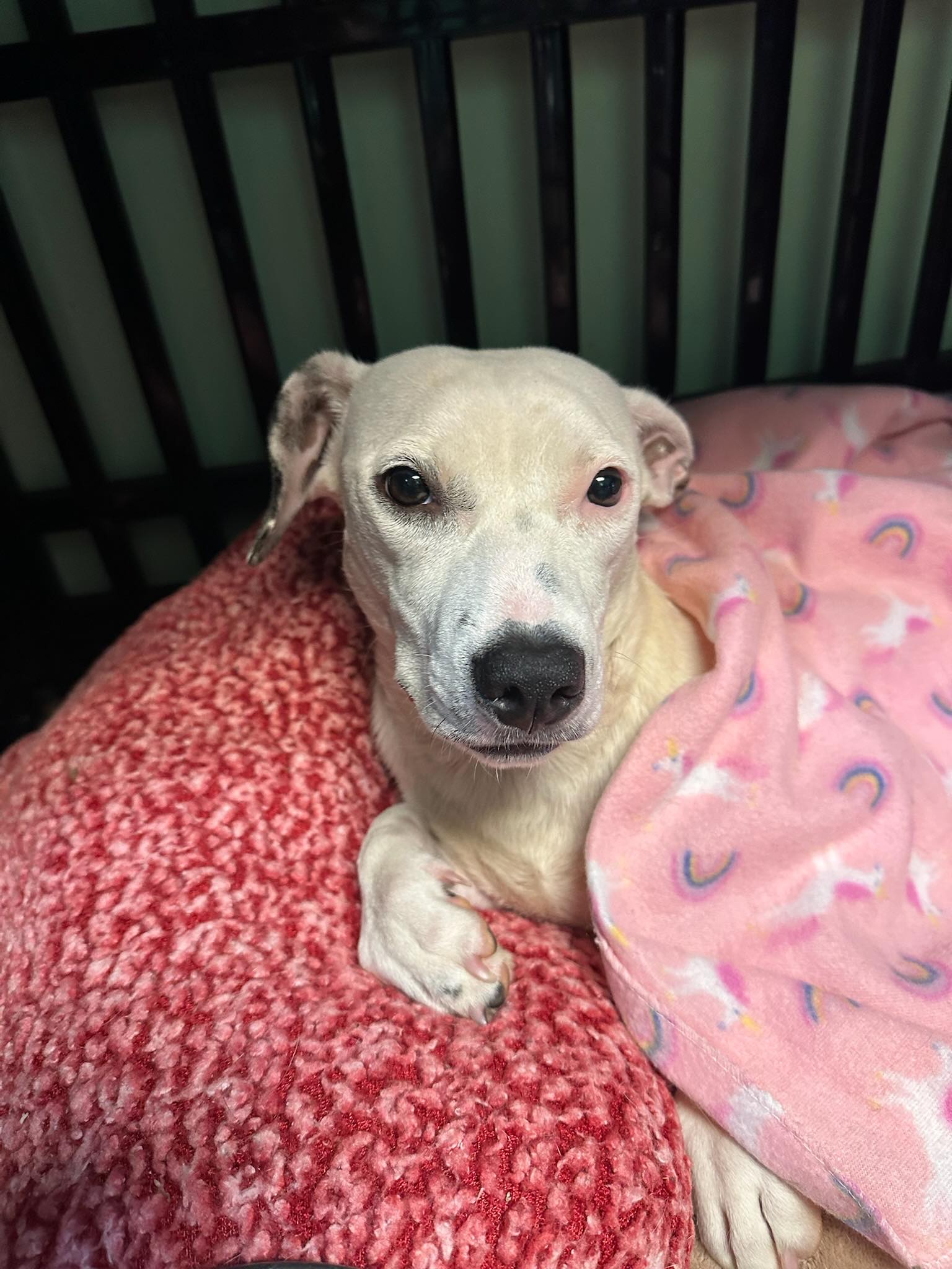 Dog for adoption Grace the Miracle Dog, a Dachshund in Groton, CT