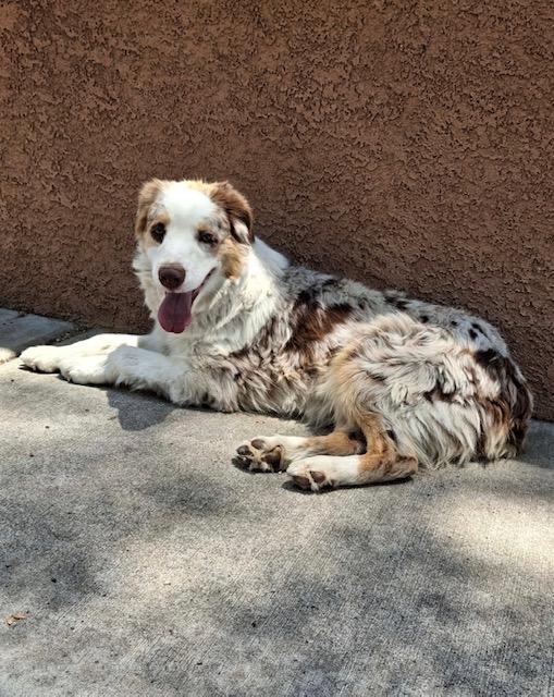 Enlarge Boston, a Adopted Australian Shepherd in Albuquerque, NM image 1/2