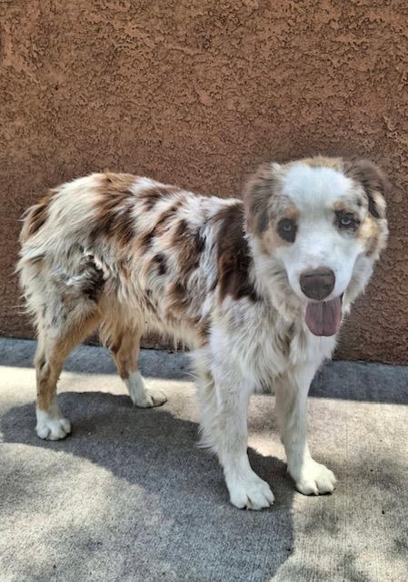 Enlarge Boston, a Adopted Australian Shepherd in Albuquerque, NM image 2/2