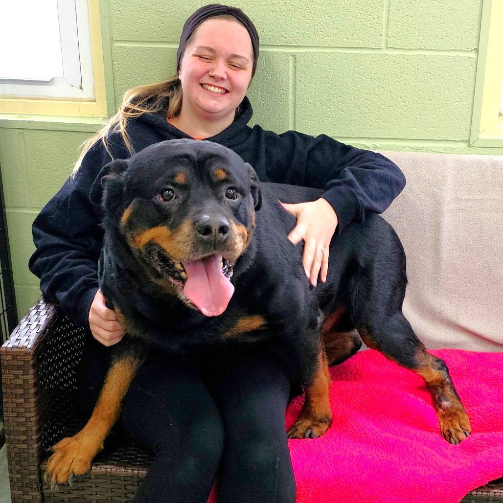 Max, a Adoptable Rottweiler in Michigan City, IN image 1/6