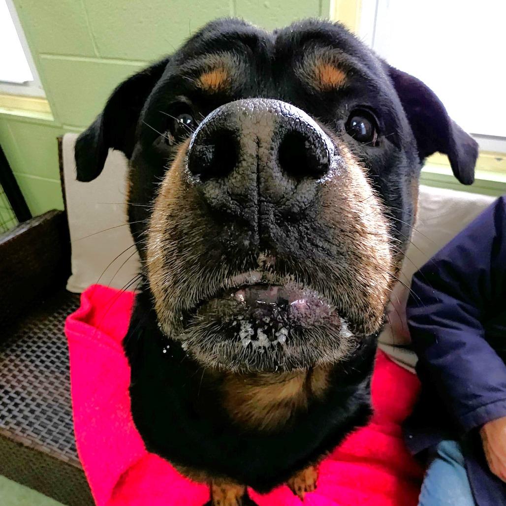 Max, a Adoptable Rottweiler in Michigan City, IN image 3/6