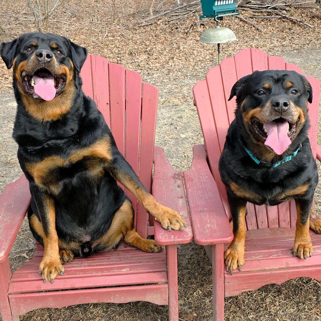Max, a Adoptable Rottweiler in Michigan City, IN image 4/6