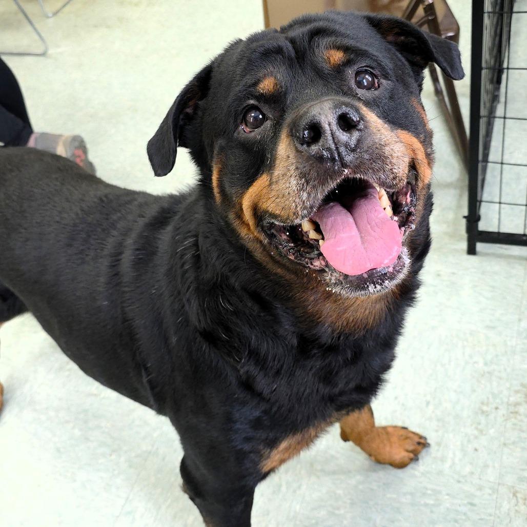 Max, a Adoptable Rottweiler in Michigan City, IN image 5/6