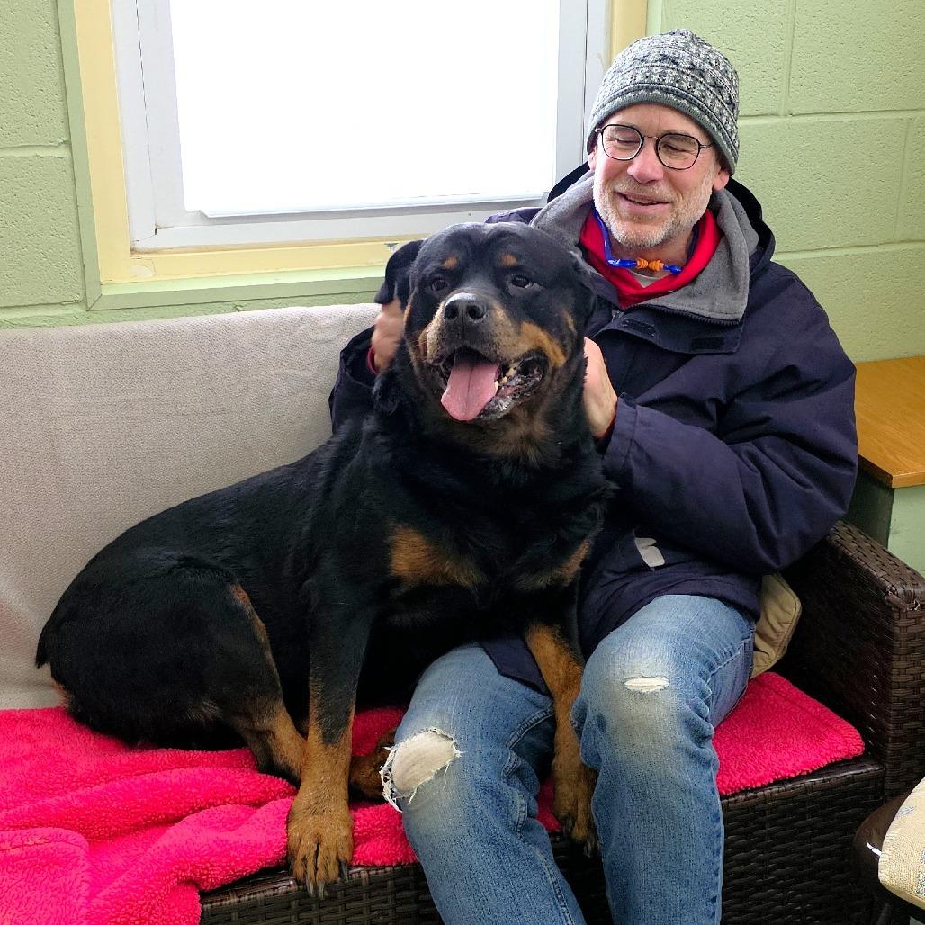 Max, a Adoptable Rottweiler in Michigan City, IN image 6/6