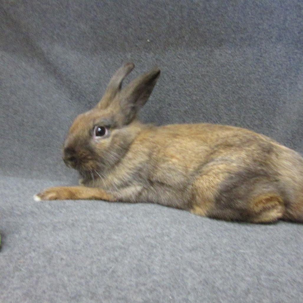 McGregor, Adoptable, Adult Male Lionhead & Bunny Rabbit.