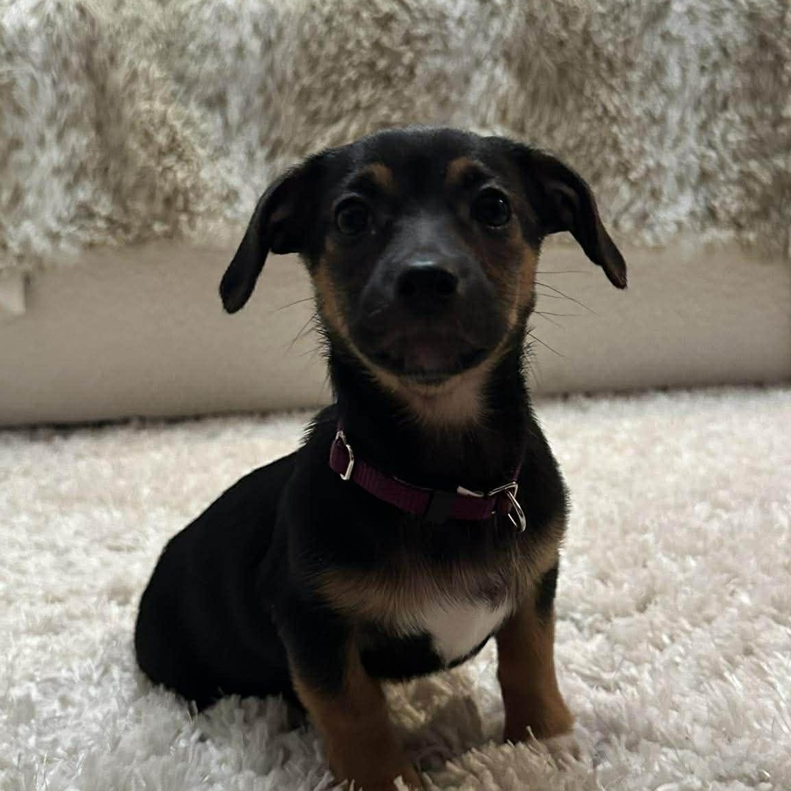 Pepper, an adopted mixed breed in Rochester, NY image 1/5