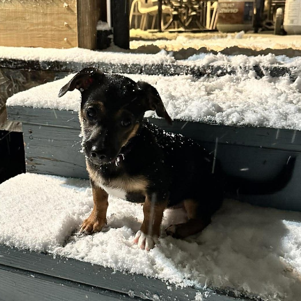 Pepper, an adopted mixed breed in Rochester, NY image 3/5