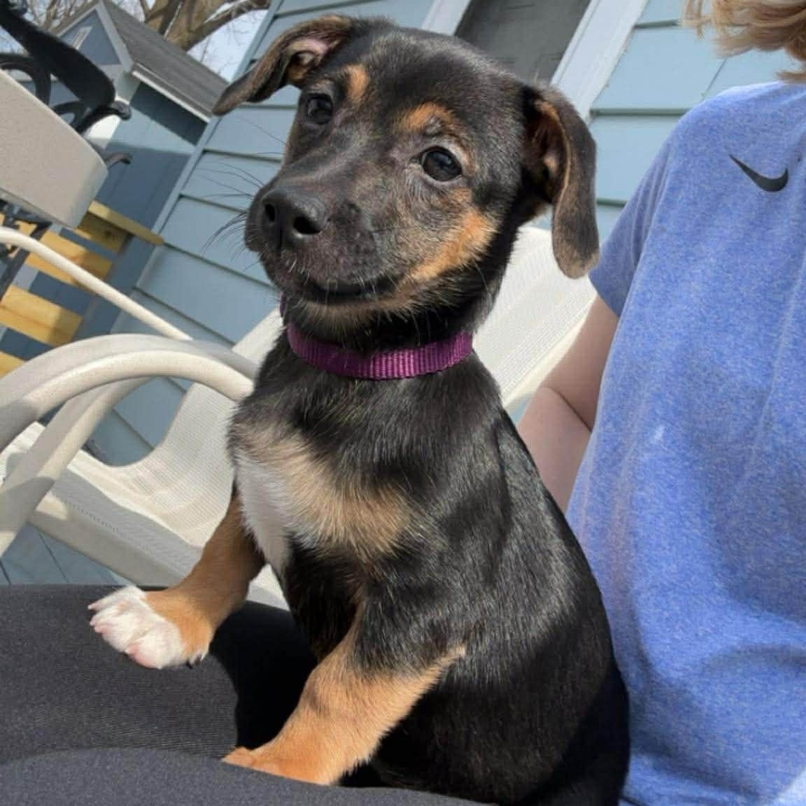 Pepper, an adopted mixed breed in Rochester, NY image 4/5