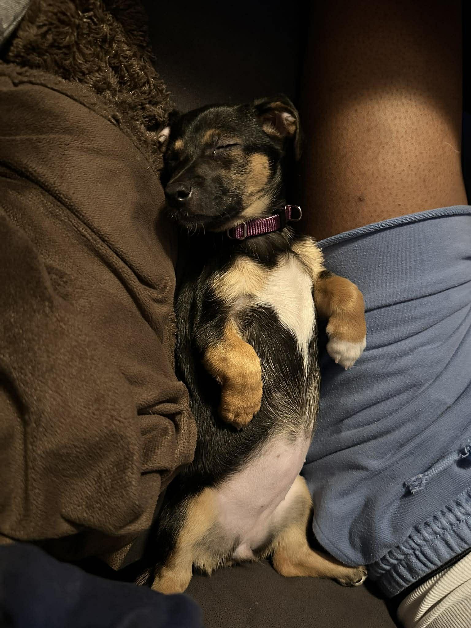 Pepper, an adopted mixed breed in Rochester, NY image 5/5