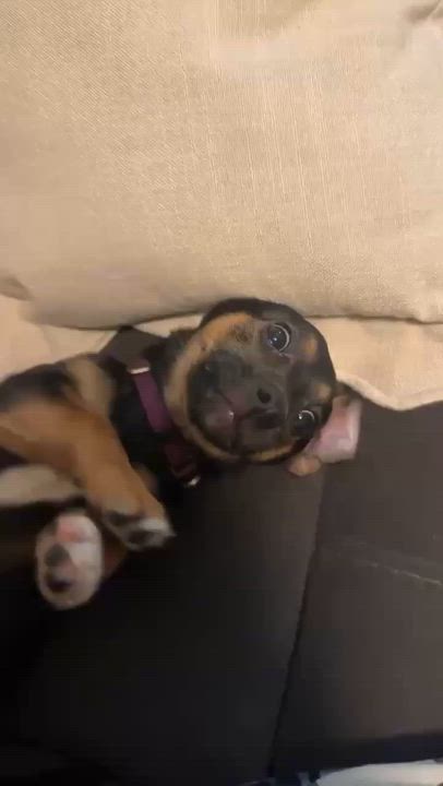 Enlarge Pepper, an adopted mixed breed in Rochester, NY video 2/5