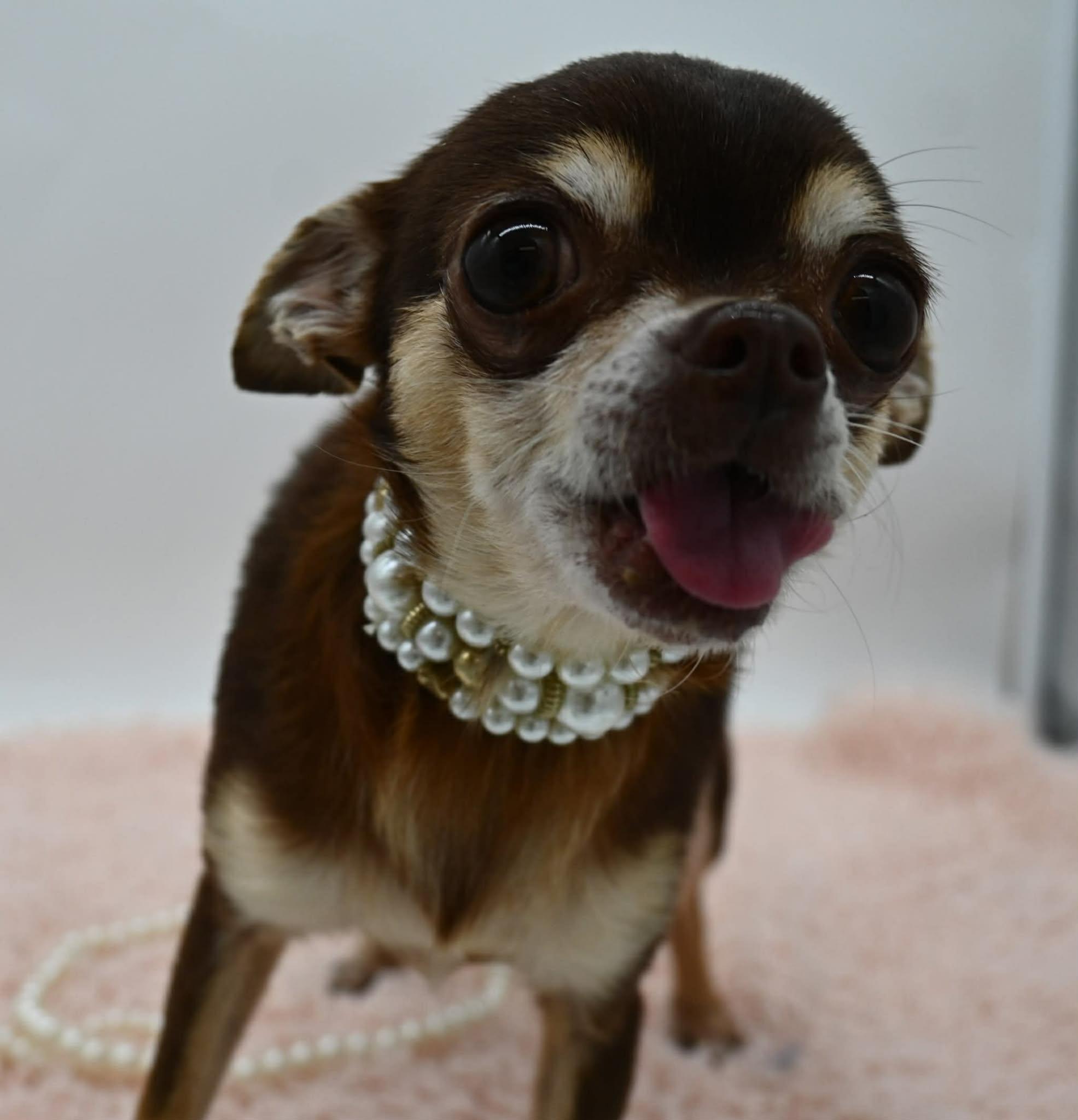 Enlarge Blanche.  (Tiny Angel), a Adoptable mixed breed in Mt laurel Township, NJ image 3/6