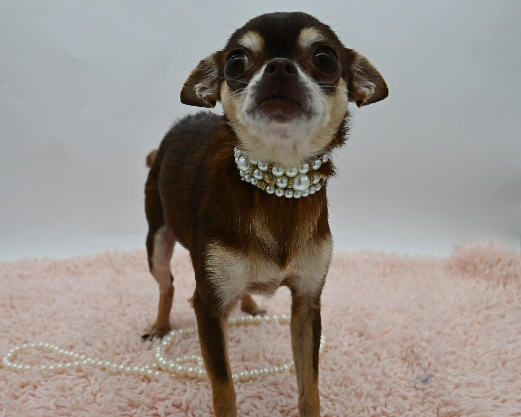 Enlarge Blanche.  (Tiny Angel), a Adoptable mixed breed in Mt laurel Township, NJ image 2/6