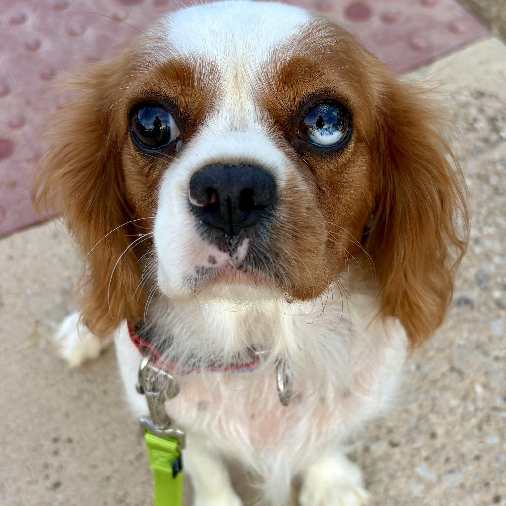 Lottie, Adoptable, Adult Female Cavalier King Charles Spaniel.
