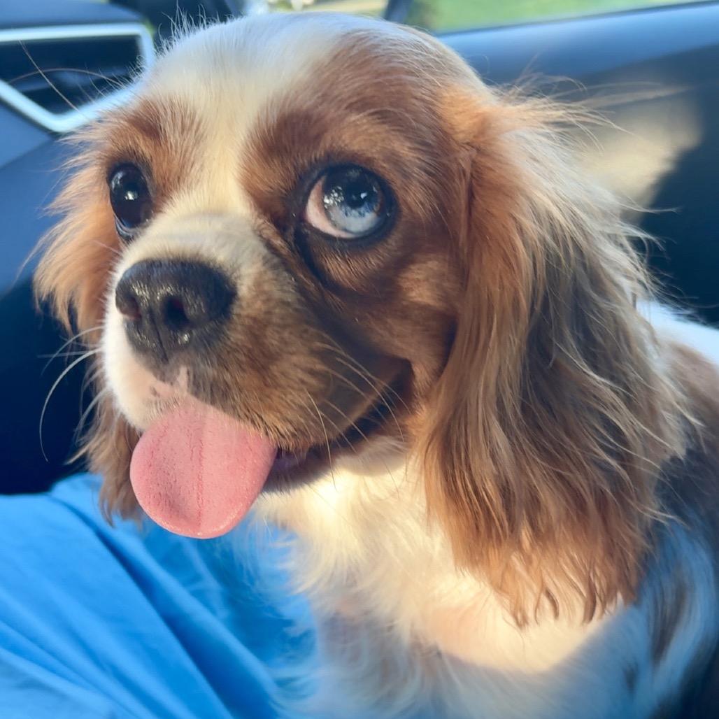 Enlarge Lottie, a Adoptable Cavalier King Charles Spaniel in Sinking Spring, PA image 2/6