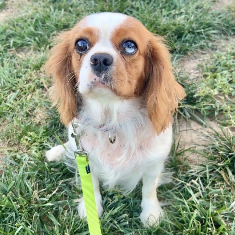 Enlarge Lottie, a Adoptable Cavalier King Charles Spaniel in Sinking Spring, PA image 3/6