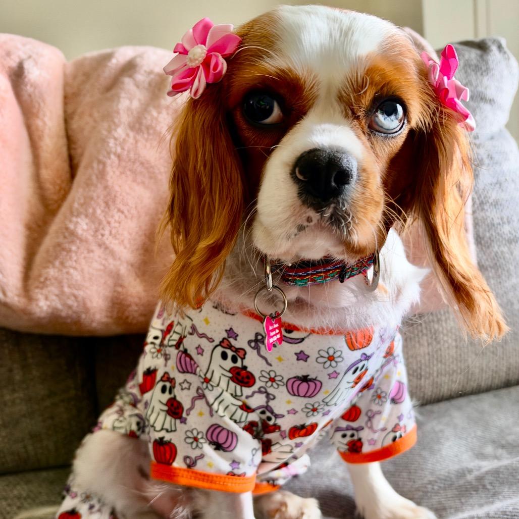 Enlarge Lottie, a Adoptable Cavalier King Charles Spaniel in Sinking Spring, PA image 4/6