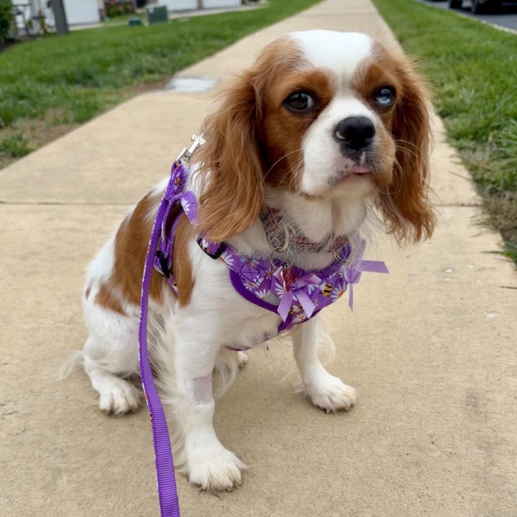 Enlarge Lottie, a Adoptable Cavalier King Charles Spaniel in Sinking Spring, PA image 5/6