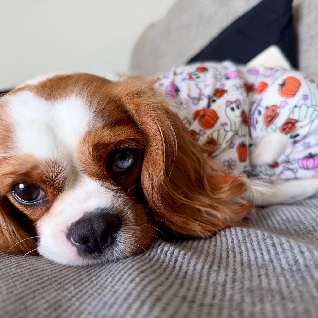Enlarge Lottie, a Adoptable Cavalier King Charles Spaniel in Sinking Spring, PA image 6/6