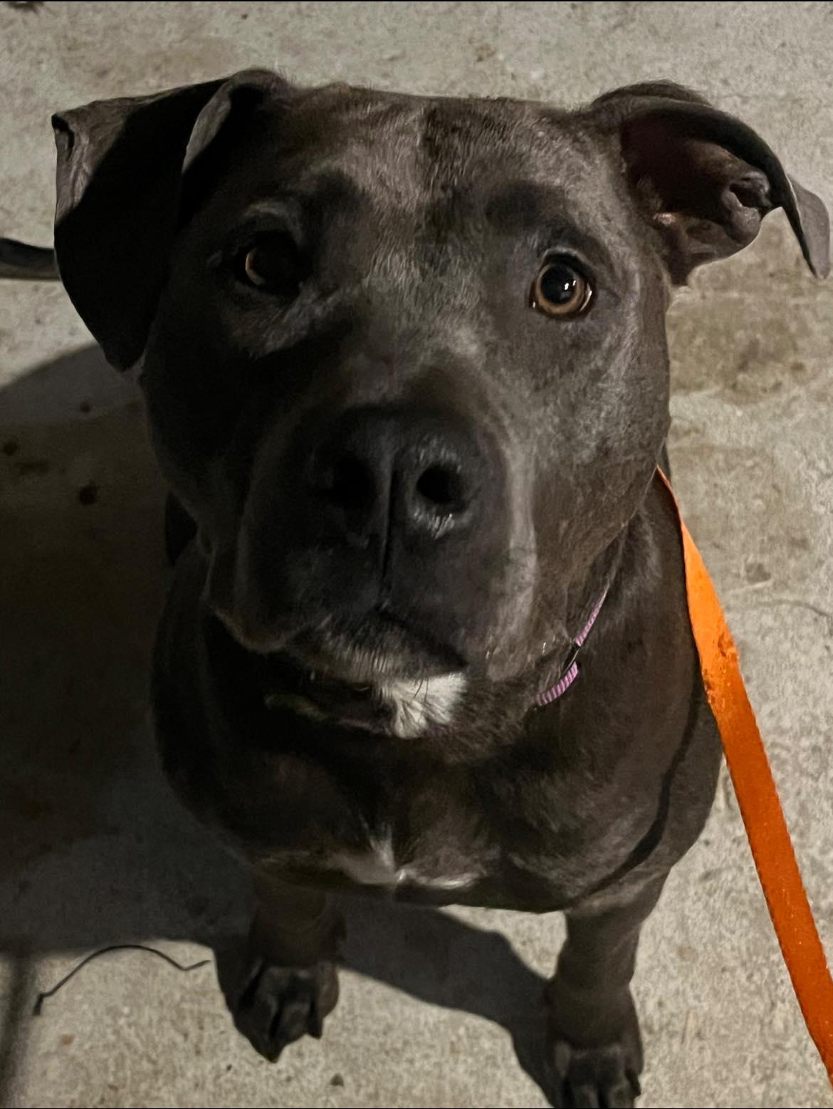 Enlarge Sarah, a ADOPTABLE Pit Bull Terrier in Wilmington, NC image 2/2