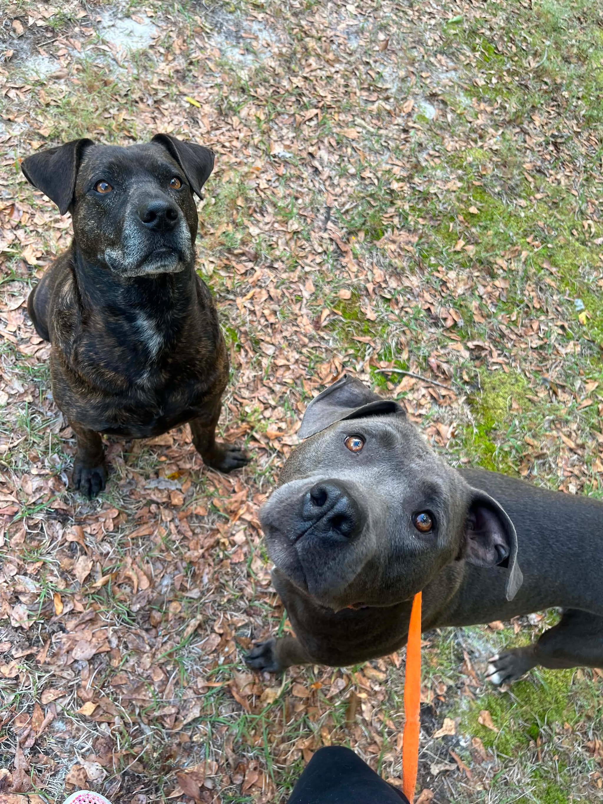 Enlarge Sarah, a ADOPTABLE Pit Bull Terrier in Wilmington, NC image 1/2