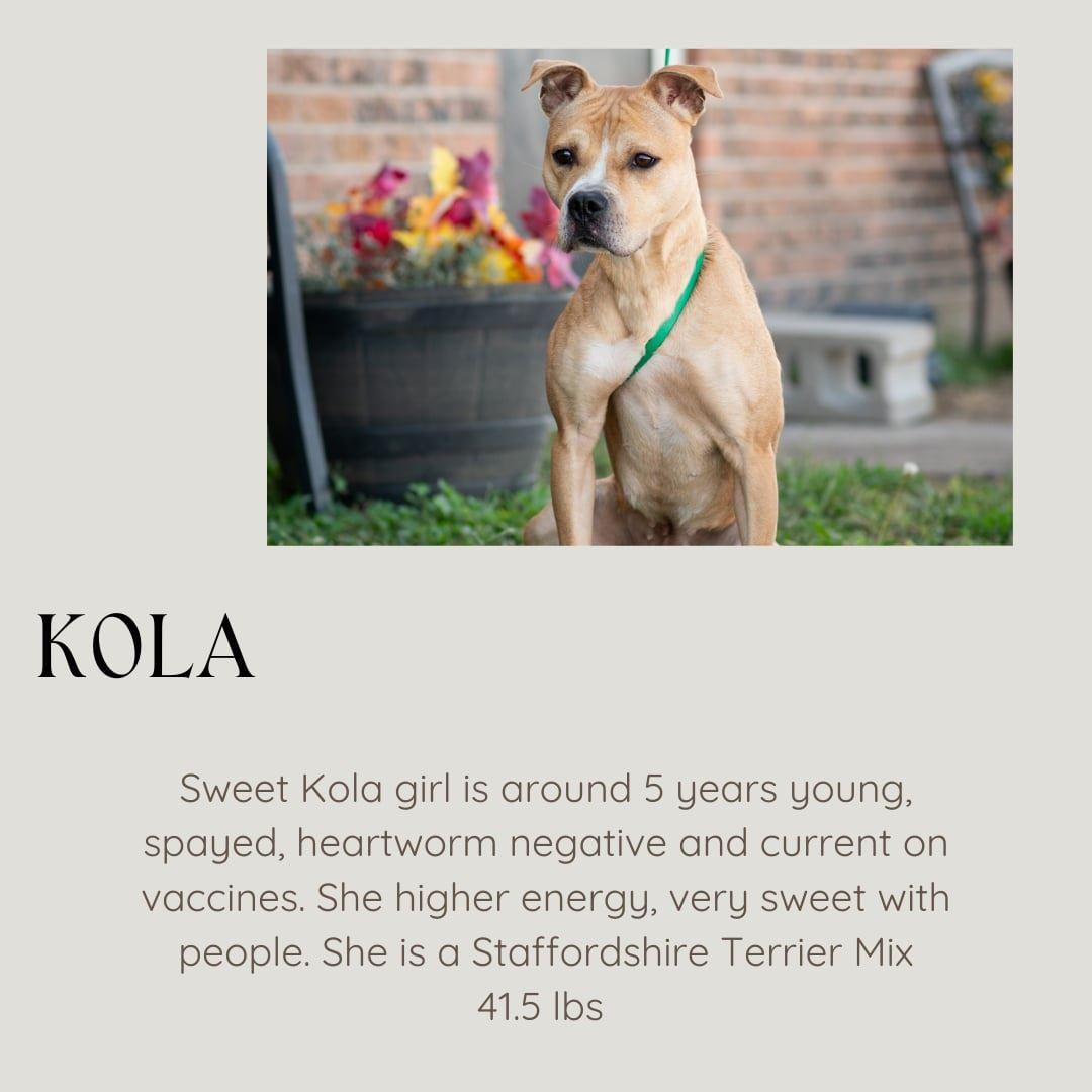 Enlarge Kola, a ADOPTABLE American Staffordshire Terrier in Junction City, KS image 1/1