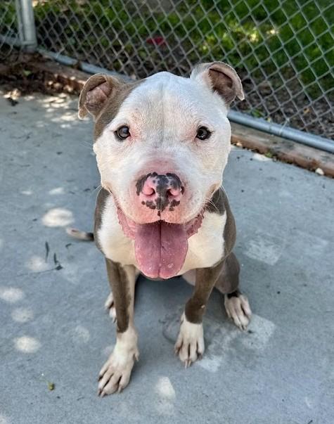PUMBA, Adoptable, Adult Male Pit Bull Terrier & Mixed Breed.