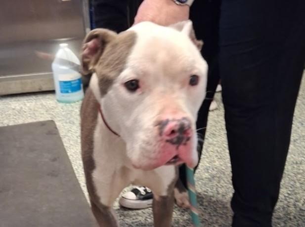 PUMBA, Adoptable, Adult Male Pit Bull Terrier & Mixed Breed.