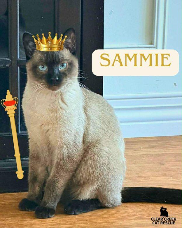 Sammie, ADOPTABLE, Adult Female Siamese.
