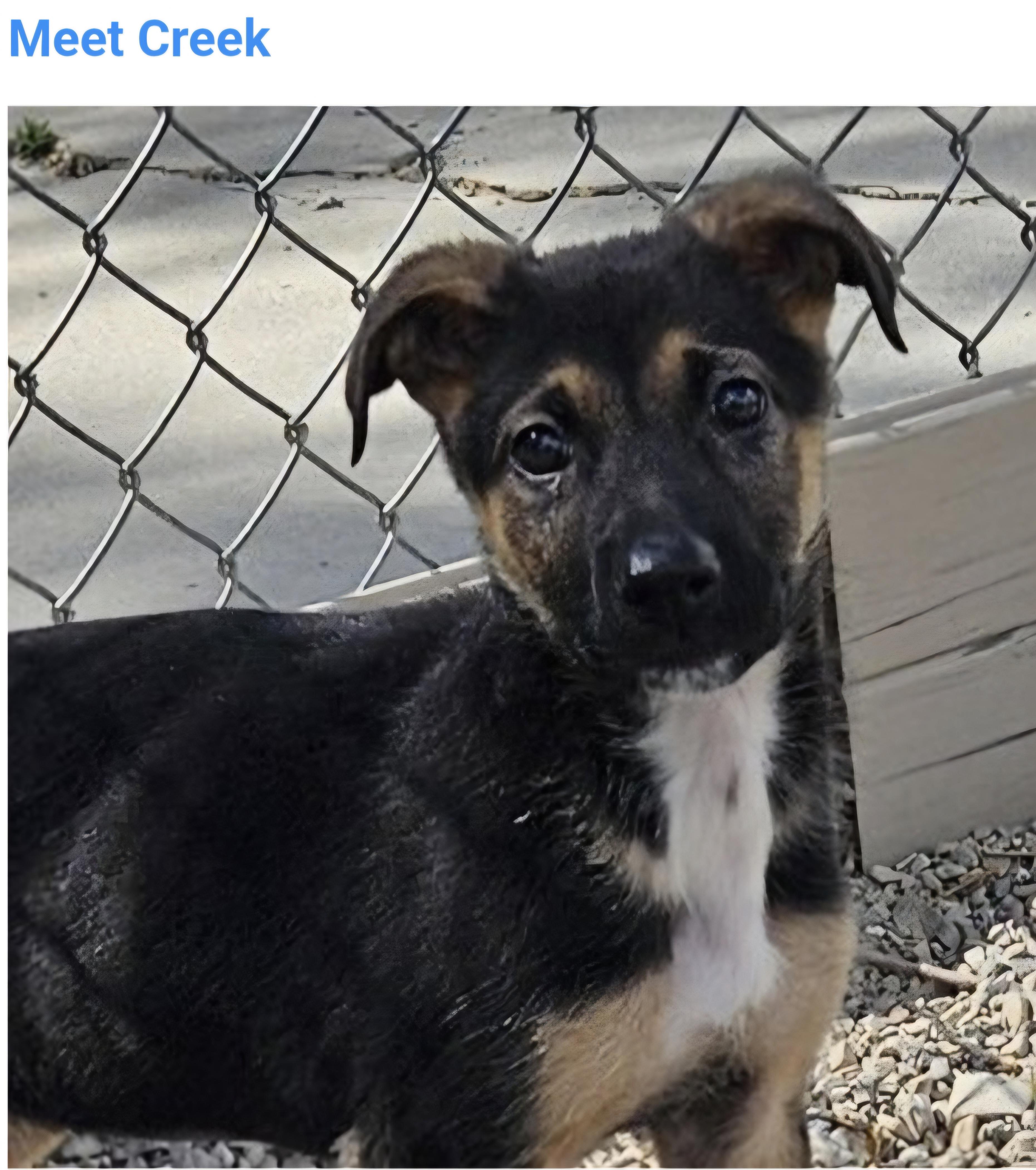 Creek, ADOPTABLE, Puppy Female German Shepherd Dog.