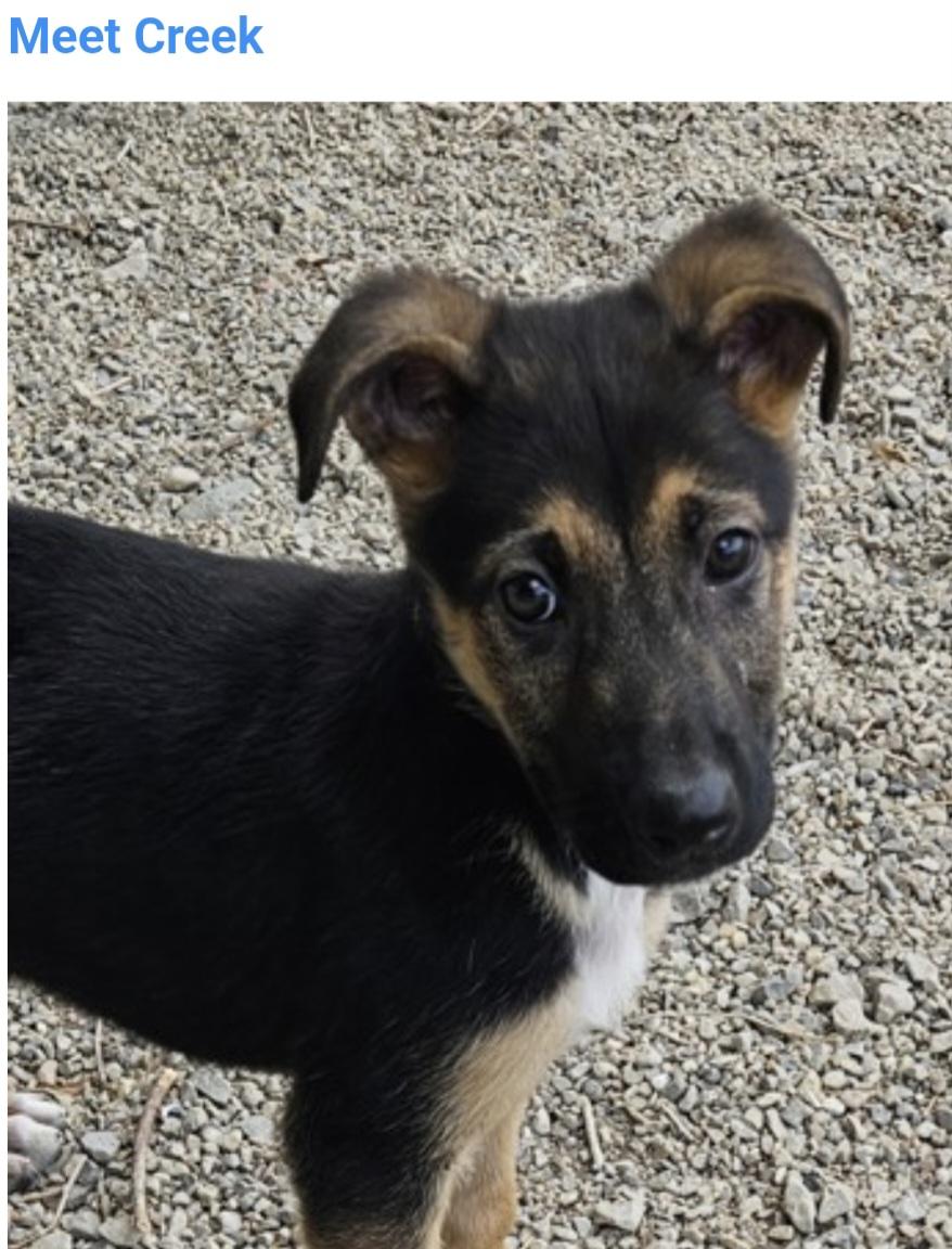 Enlarge Creek, a ADOPTABLE mixed breed in Salt Lake City, UT image 2/3