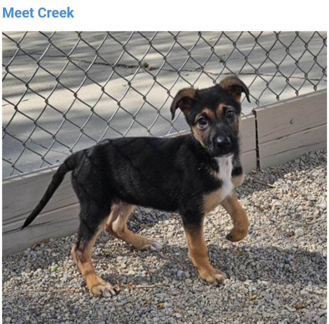 Enlarge Creek, a ADOPTABLE mixed breed in Salt Lake City, UT image 3/3