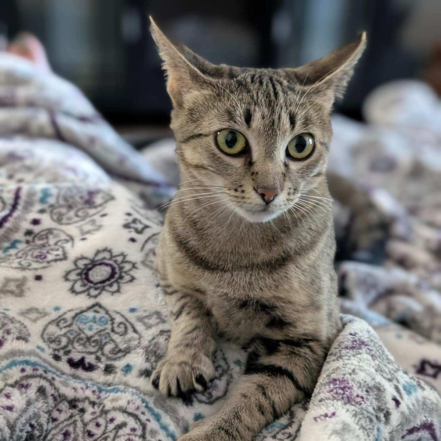 Mango Tango