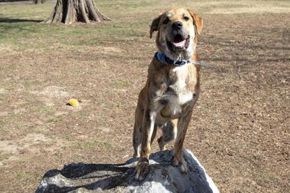 Jacob, Adoptable, Adult Male Mixed Breed & Mixed Breed.