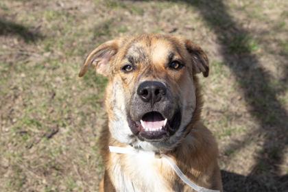 Enlarge Jacob, a Adoptable mixed breed in Kansas City, MO image 2/3