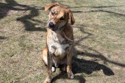 Enlarge Jacob, a Adoptable mixed breed in Kansas City, MO image 3/3