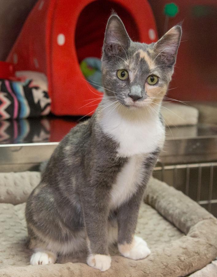 Tessa, Adoptable, Kitten Female Domestic Short Hair.