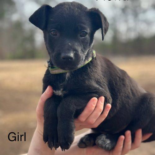 Enlarge Fiona PENDING ADOPTION, an adoptable mixed breed in South Portland, ME image 2/2