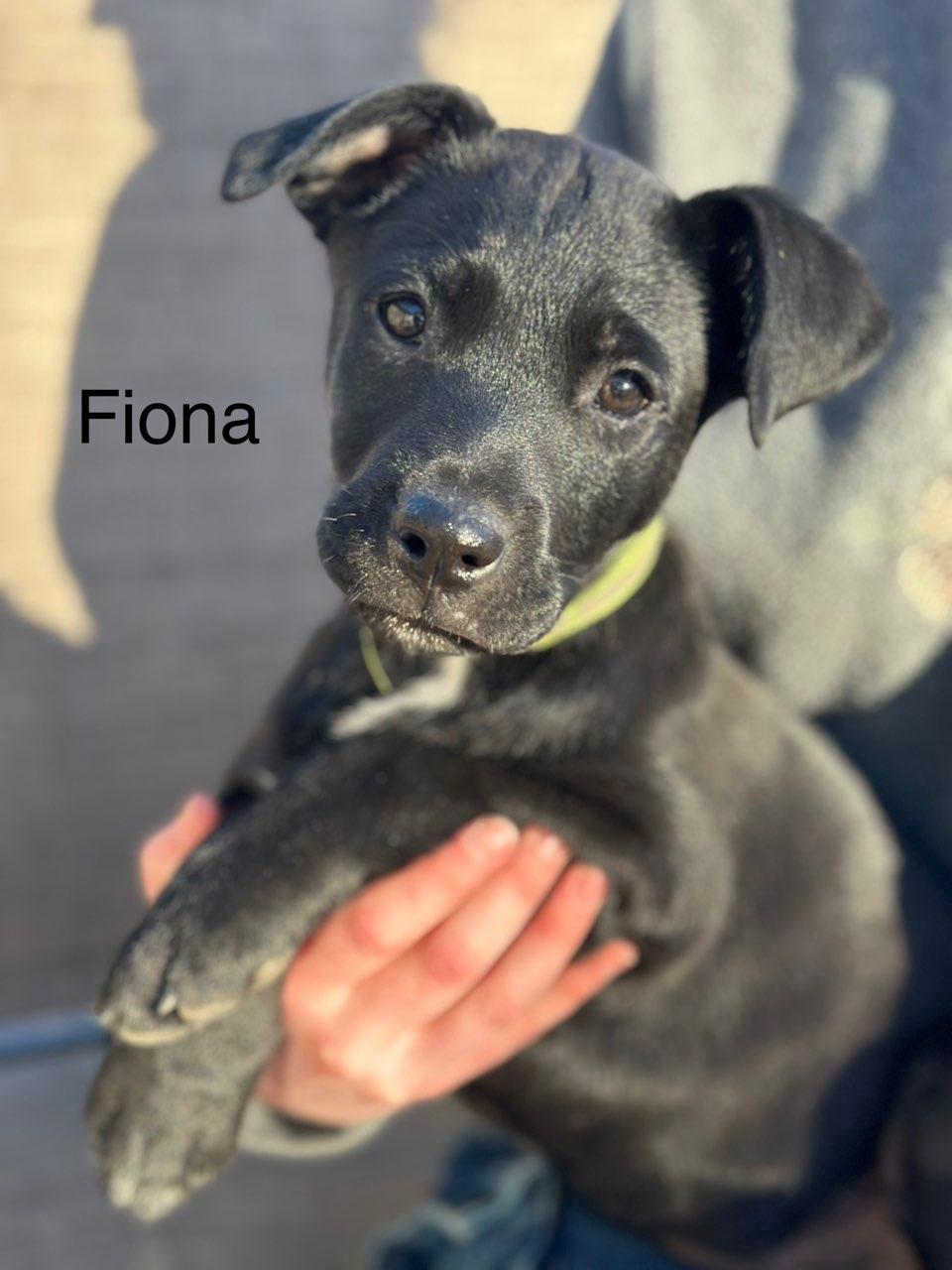 Enlarge Fiona PENDING ADOPTION, an adoptable mixed breed in South Portland, ME image 1/2