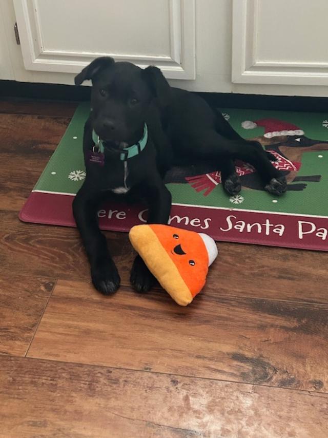 Fiona in Maine, an adoptable mixed breed in South Portland, ME image 1/4