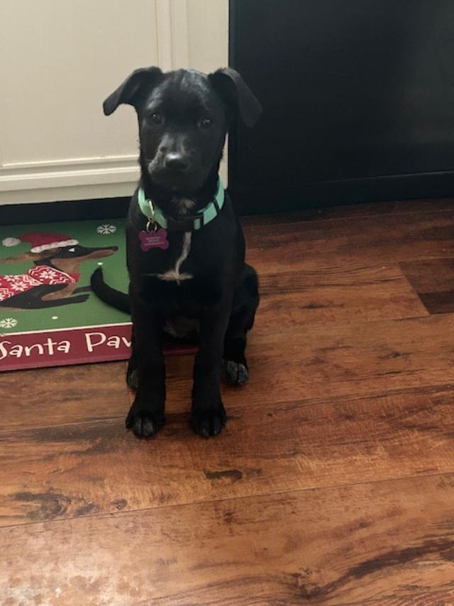 Fiona in Maine, an adoptable mixed breed in South Portland, ME image 4/4