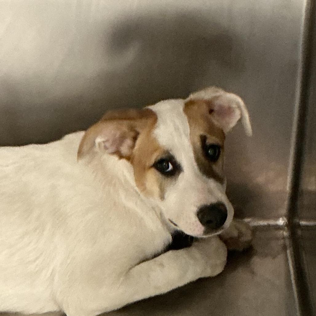 The Vulture, Adoptable, Puppy Male Mixed Breed.